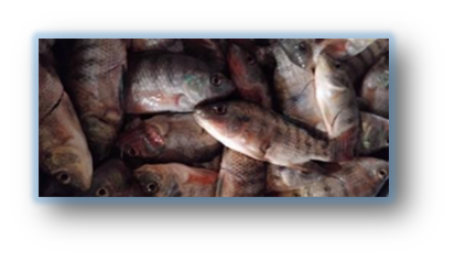 News and prayer update – November 2025